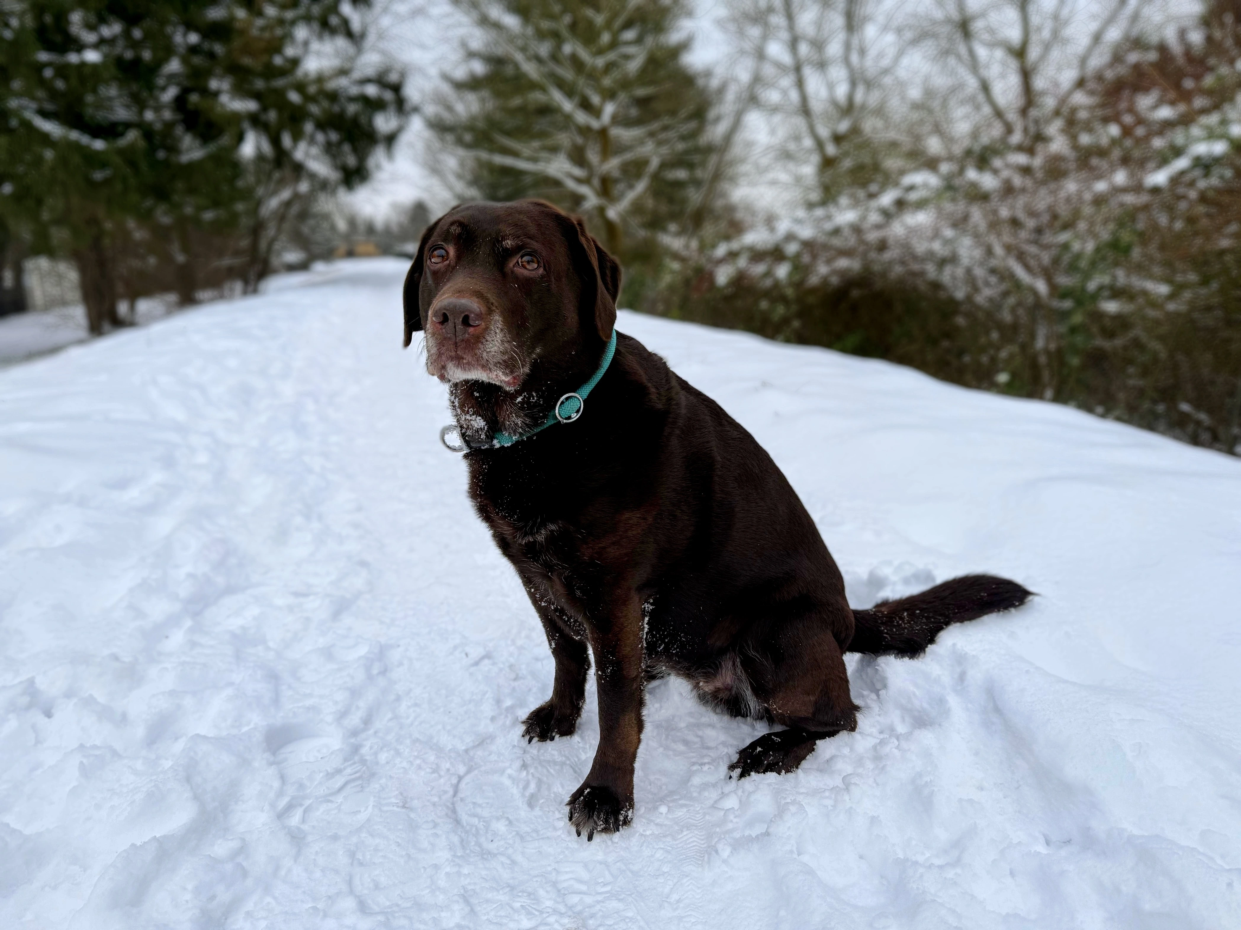 Mein Hund Saya